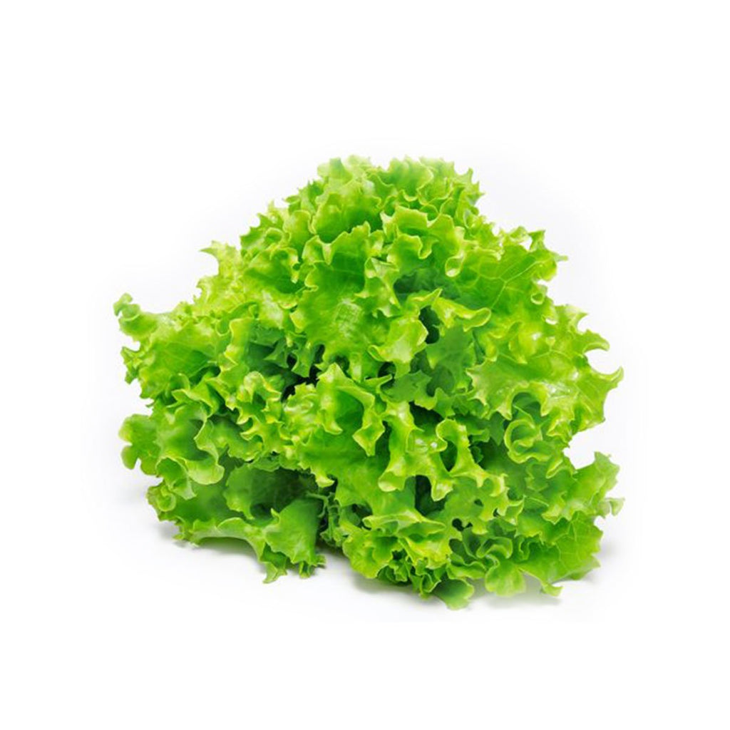 Lettuce - Green Oak (each)