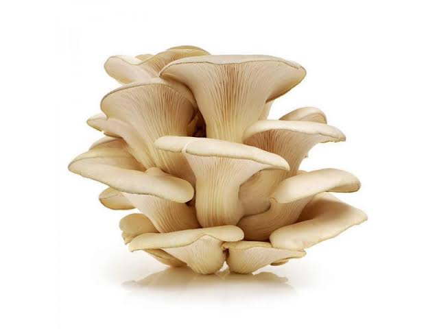 Mushroom - Oyster (Pack)